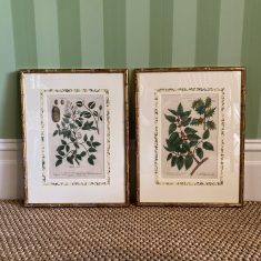 Botanical Print Pair